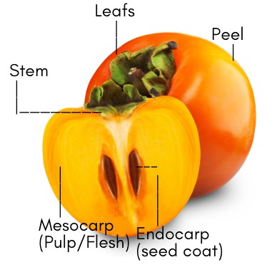 persimmons labeled with stem, leaves, peel, mesocarp, endocarp