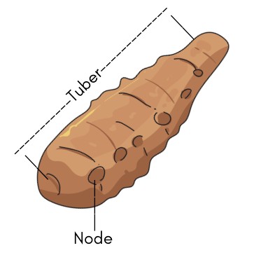 sunchoke diagram showing the tuber and node